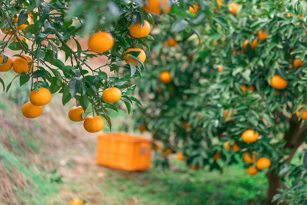 紅甘夏樹の写真