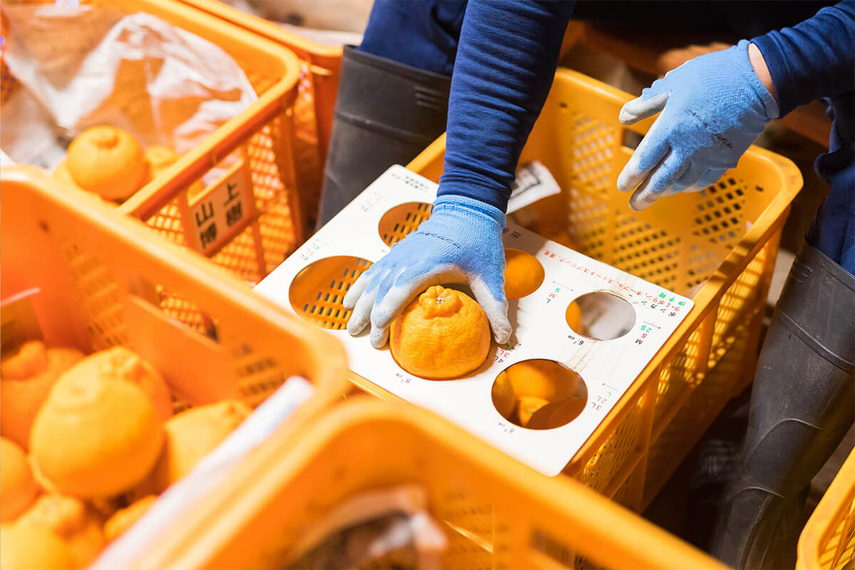 不知火/大将季 サイズチェック 写真