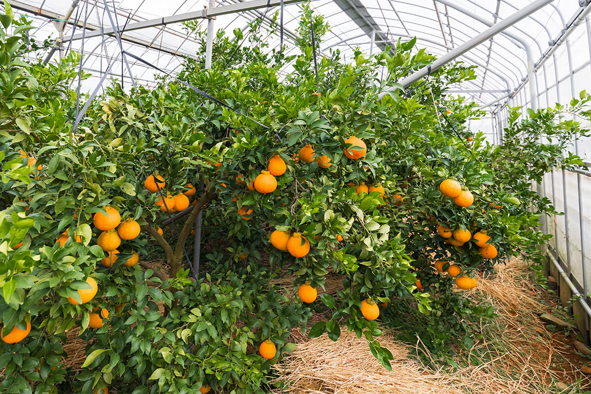 大将季(だいまさき)樹の写真