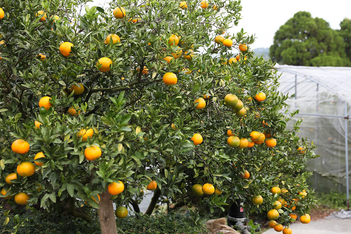 伊予柑樹の写真