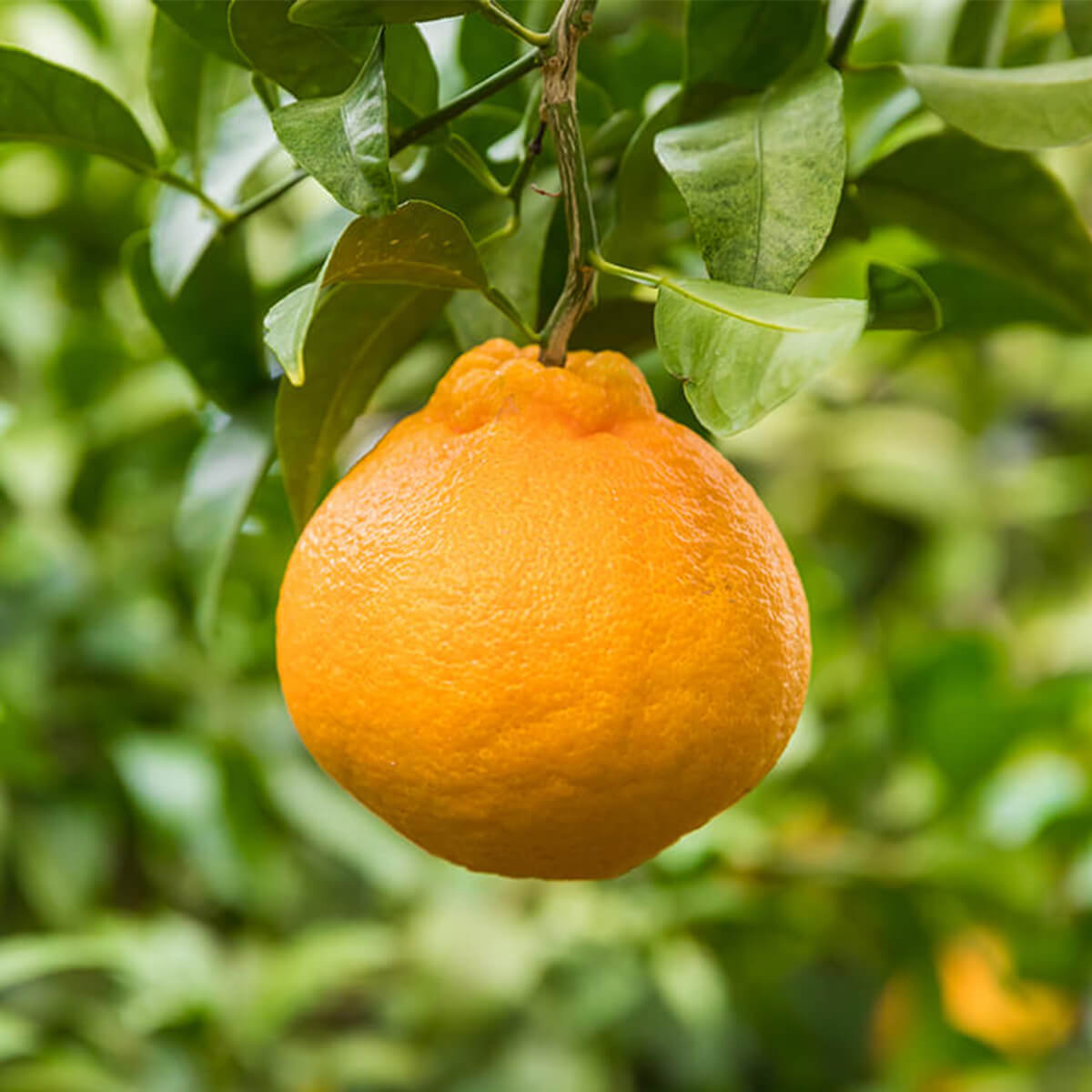 不知火（しらぬい）の商品紹介 / Shiranui - 山上農園 / Yamagami farm