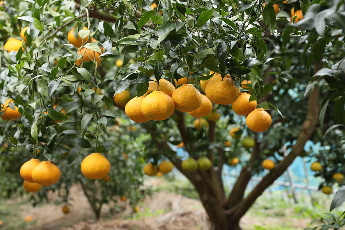 不知火(しらぬい)樹の写真