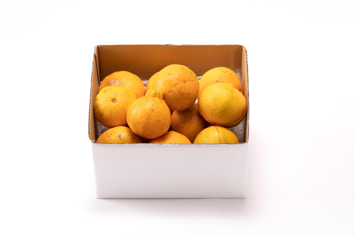 不知火(しらぬい)ご家庭用 写真